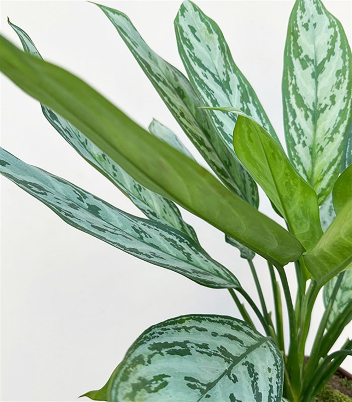 Kahverengi Deri Saksıda Aglaonema Silver Queen Çin Herdemyeşili Bitkisi