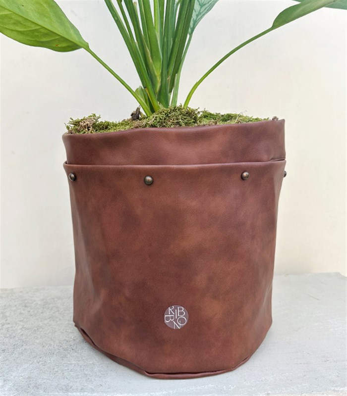 Kahverengi Deri Saksıda Aglaonema Silver Queen Çin Herdemyeşili Bitkisi