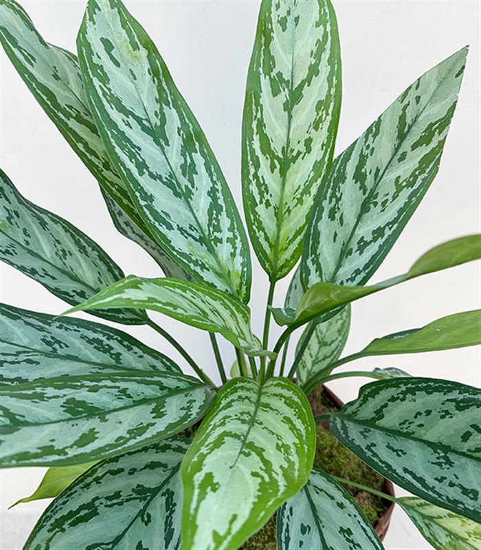 Kahverengi Deri Saksıda Aglaonema Silver Queen Çin Herdemyeşili Bitkisi