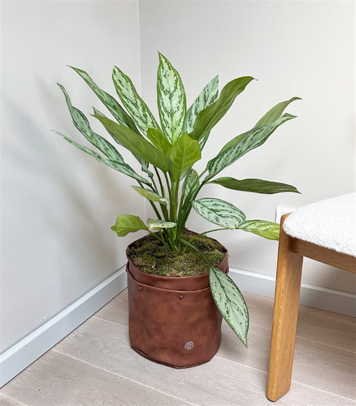 Kahverengi Deri Saksıda Aglaonema Silver Queen Çin Herdemyeşili Bitkisi