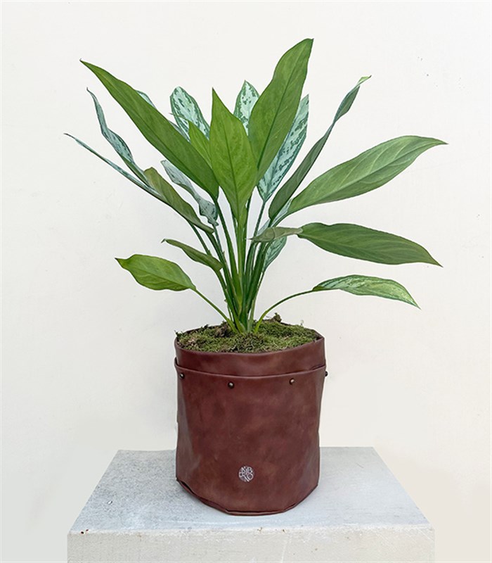 Kahverengi Deri Saksıda Aglaonema Silver Queen Çin Herdemyeşili Bitkisi