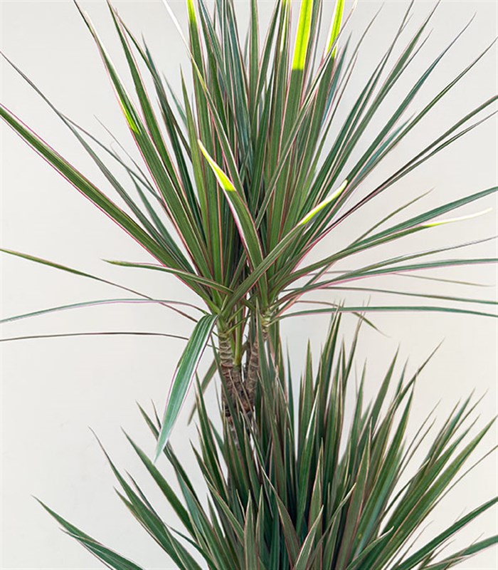 Kahverengi Deri Saksıda Dracaena Marginata Bicolor Bitkisi 3 Gövdeli