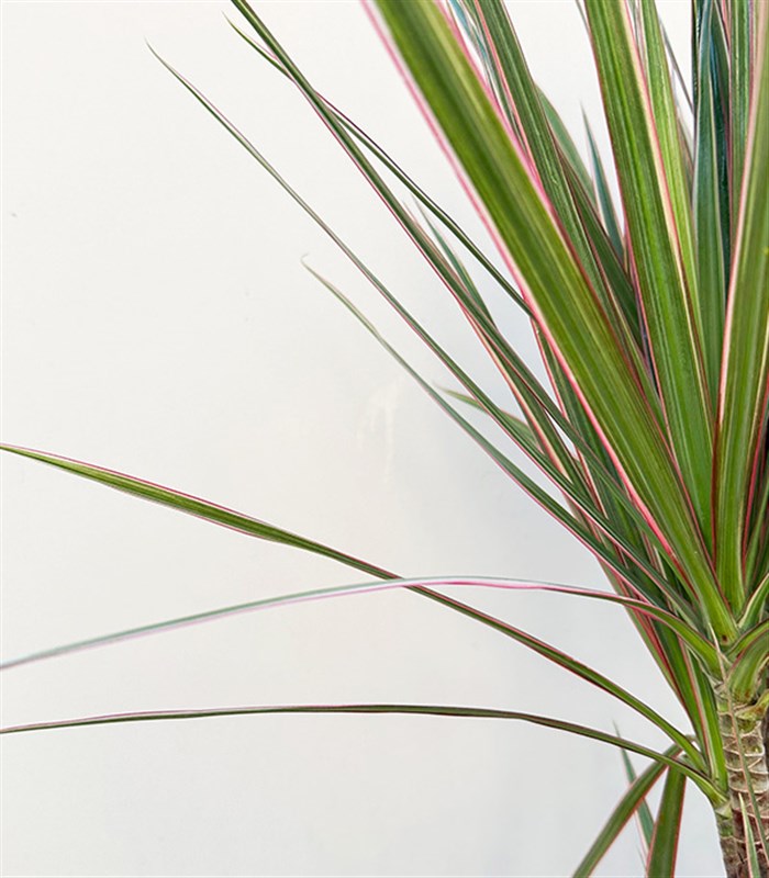 Kahverengi Deri Saksıda Dracaena Marginata Bicolor Bitkisi 3 Gövdeli