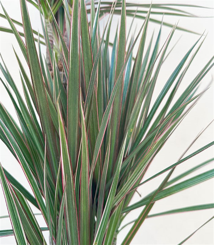 Kahverengi Deri Saksıda Dracaena Marginata Bicolor Bitkisi 3 Gövdeli