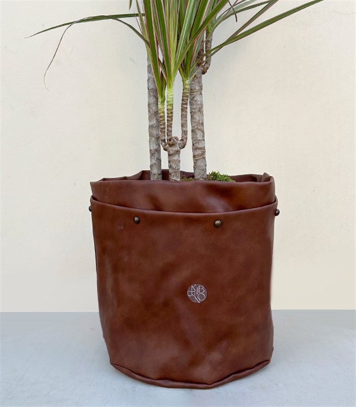 Kahverengi Deri Saksıda Dracaena Marginata Bicolor Bitkisi 3 Gövdeli