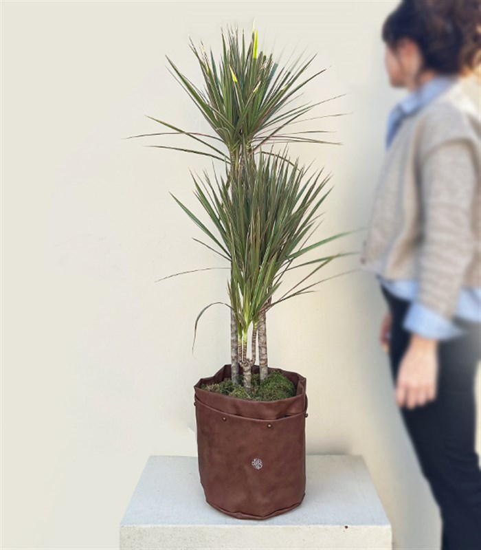 Kahverengi Deri Saksıda Dracaena Marginata Bicolor Bitkisi 3 Gövdeli