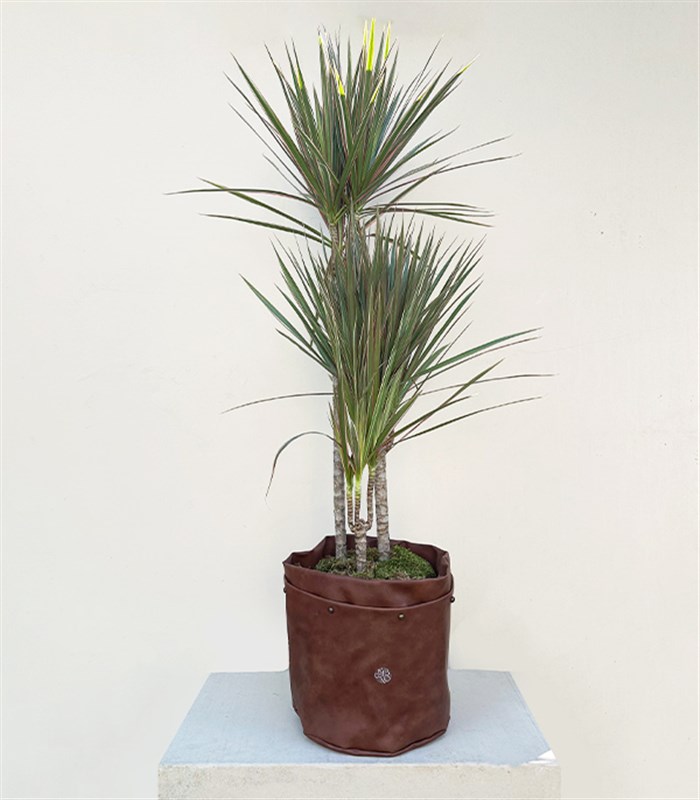 Kahverengi Deri Saksıda Dracaena Marginata Bicolor Bitkisi 3 Gövdeli