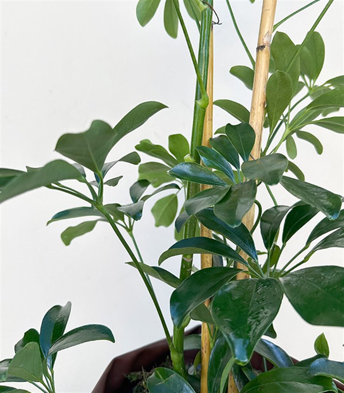 Kahverengi Deri Saksıda Schefflera Şeflera Bitkisi 120 cm