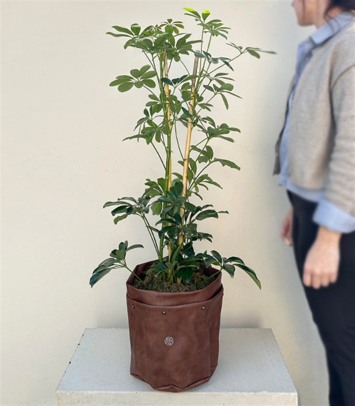 Kahverengi Deri Saksıda Schefflera Şeflera Bitkisi 120 cm