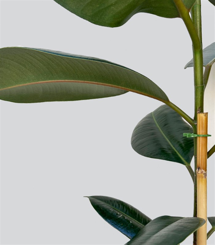 Krem Deri Saksıda Ficus Elastica Robusta Kauçuk Bitkisi 150 cm