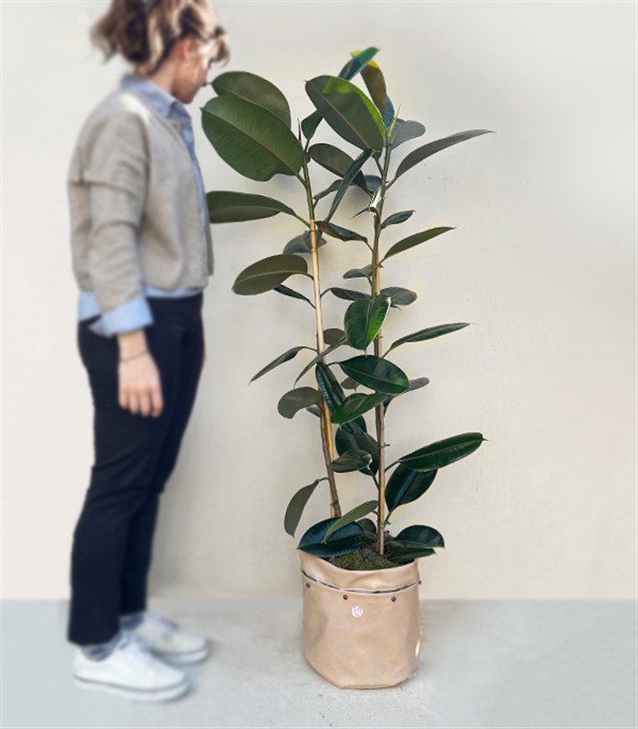 Krem Deri Saksıda Ficus Elastica Robusta Kauçuk Bitkisi 150 cm