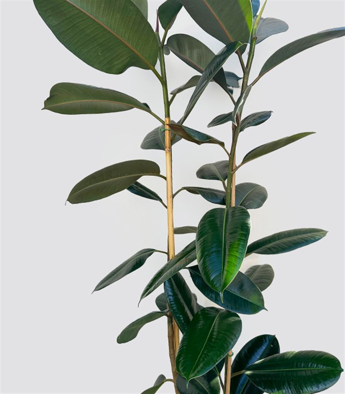 Krem Deri Saksıda Ficus Elastica Robusta Kauçuk Bitkisi 150 cm