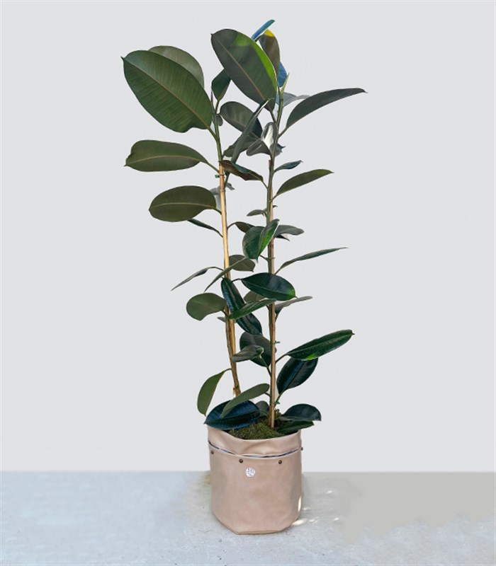 Krem Deri Saksıda Ficus Elastica Robusta Kauçuk Bitkisi 150 cm