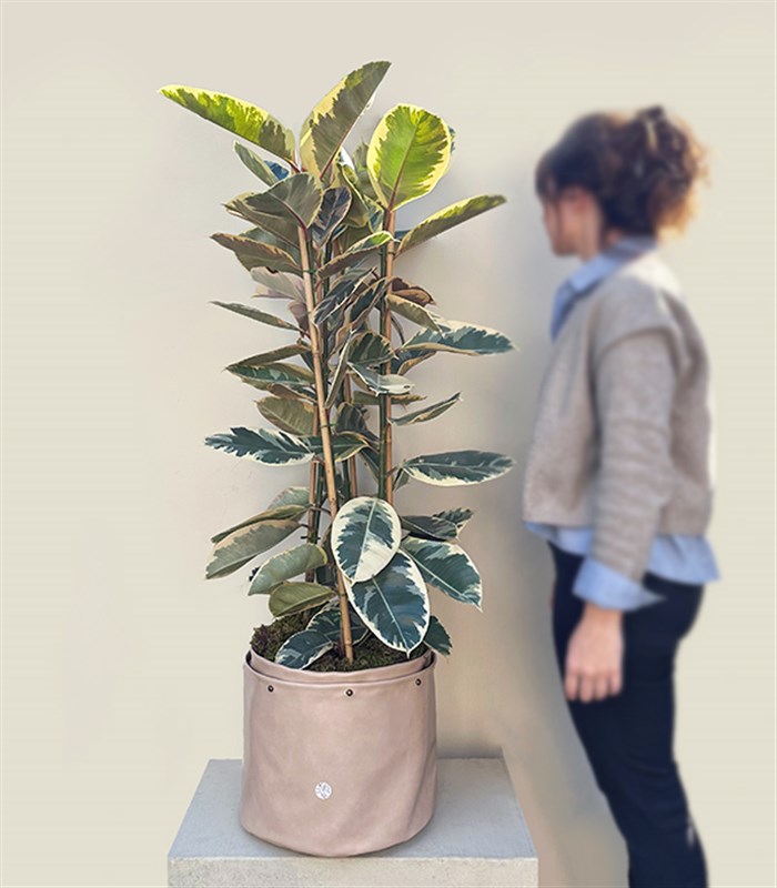 Krem Deri Saksıda Ficus Elastica Tineke Alacalı Kauçuk Bitkisi 150 cm