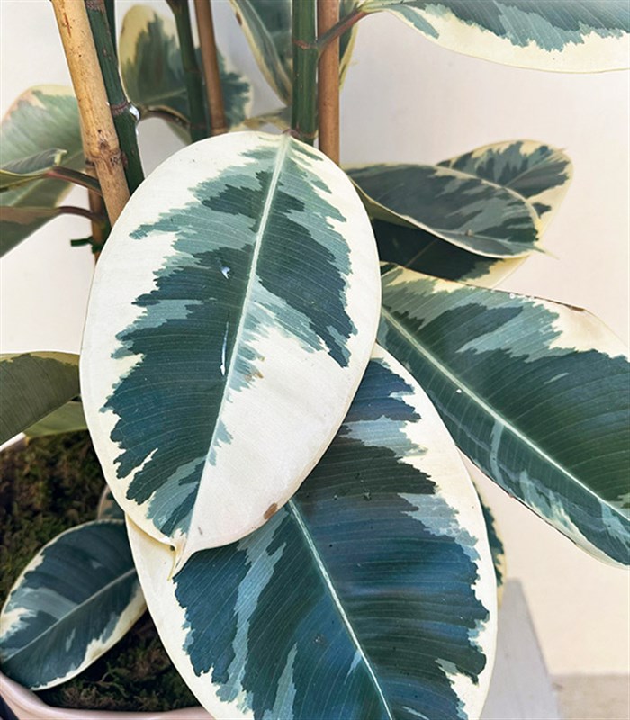 Krem Deri Saksıda Ficus Elastica Tineke Alacalı Kauçuk Bitkisi 150 cm