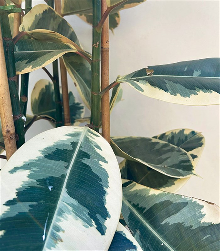 Krem Deri Saksıda Ficus Elastica Tineke Alacalı Kauçuk Bitkisi 150 cm