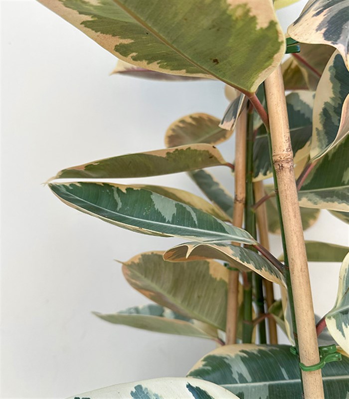 Krem Deri Saksıda Ficus Elastica Tineke Alacalı Kauçuk Bitkisi 150 cm