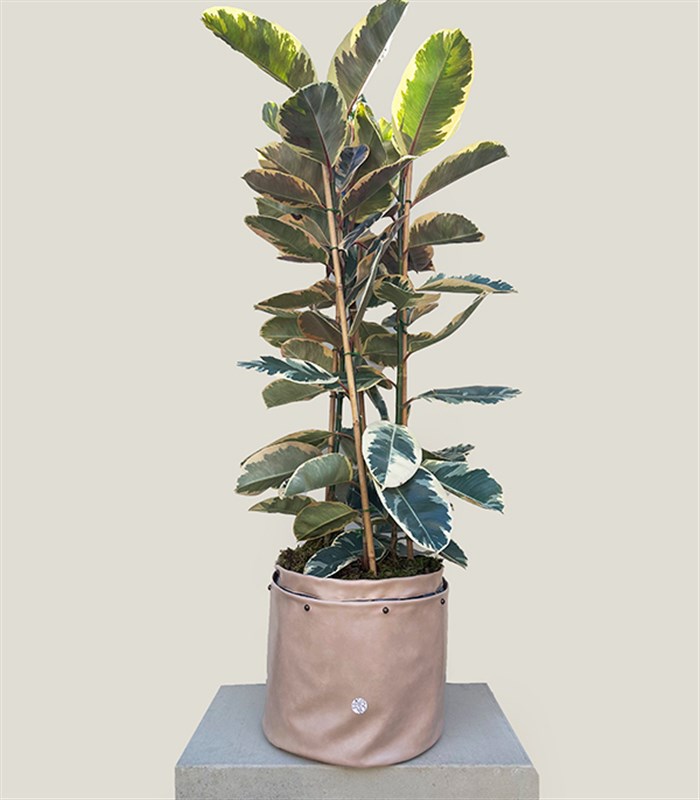 Krem Deri Saksıda Ficus Elastica Tineke Alacalı Kauçuk Bitkisi 150 cm
