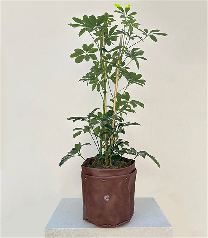 Kahverengi Deri Saksıda Schefflera Şeflera Bitkisi 120 cm