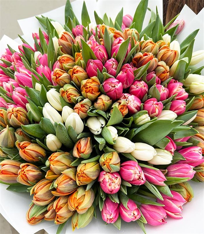 151 Pembe Turuncu Beyaz Lale Buketi Royal Deluxe