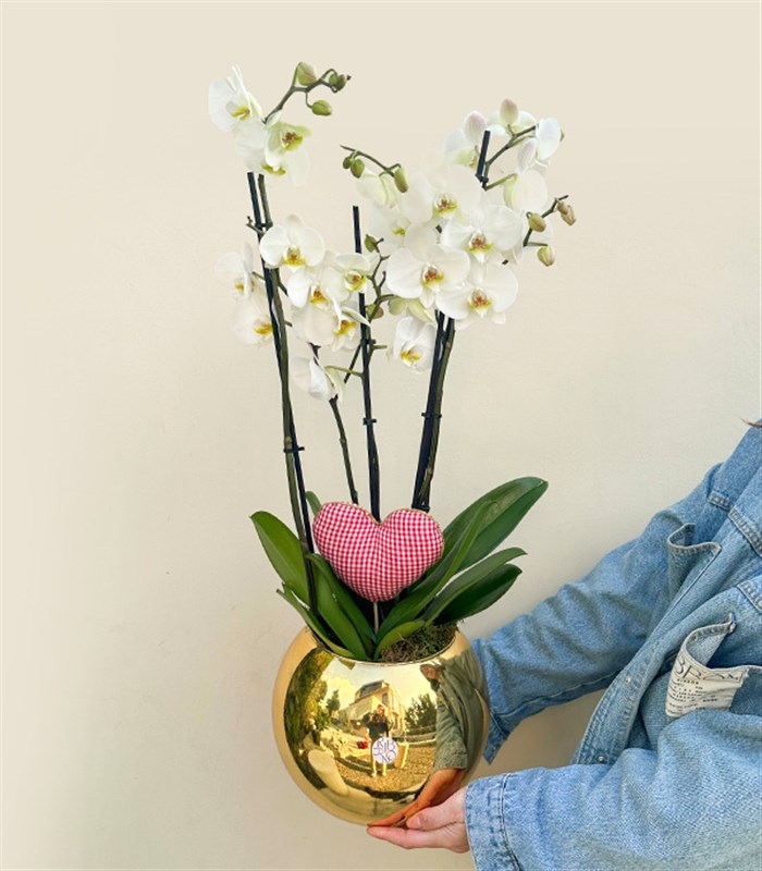 Deluxe Gold Vazoda Kalp Figürlü 4 Dal Beyaz Orkide