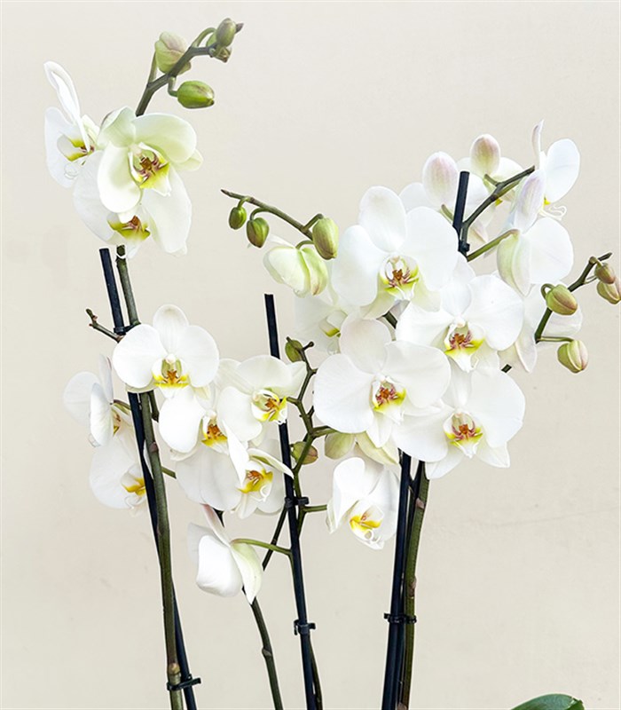 Deluxe Gold Vazoda Kalp Figürlü 4 Dal Beyaz Orkide