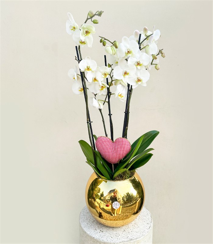 Deluxe Gold Vazoda Kalp Figürlü 4 Dal Beyaz Orkide