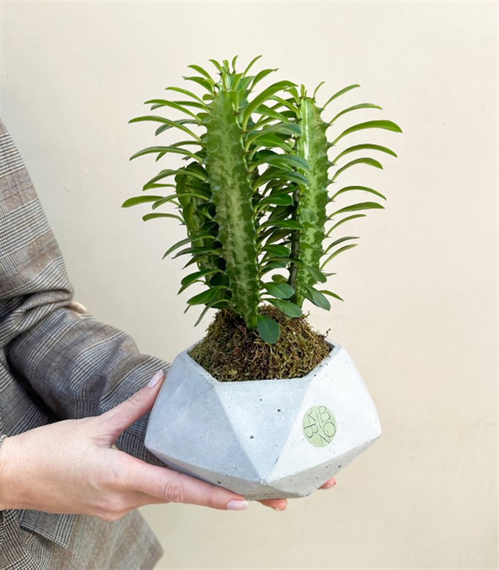 Mini Beton Saksıda Süt Ağacı Kaktüs Euphorbia Rubra