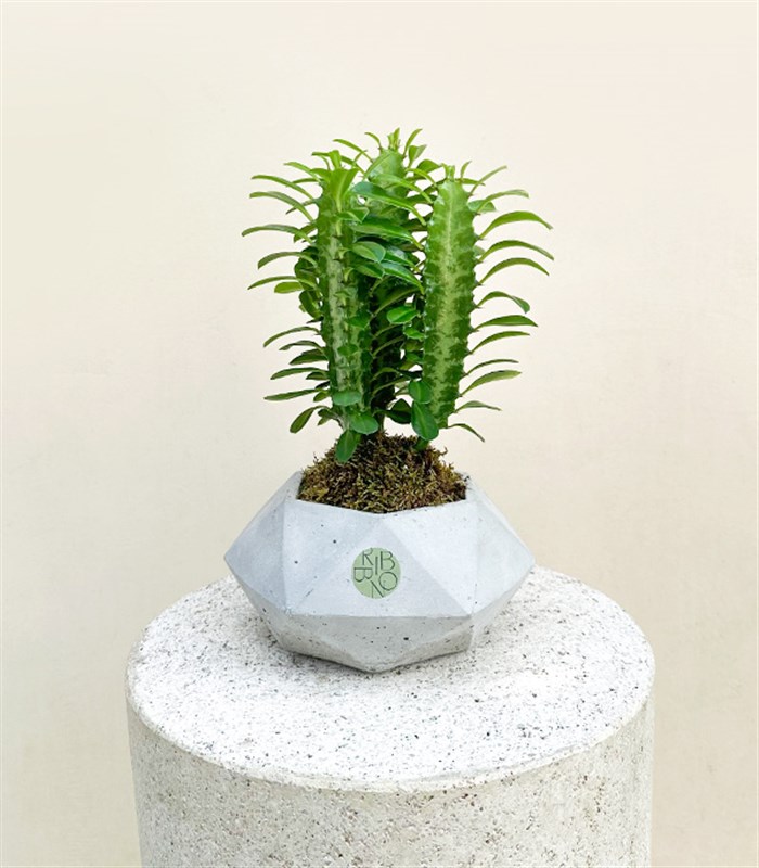 Mini Beton Saksıda Süt Ağacı Kaktüs Euphorbia Rubra