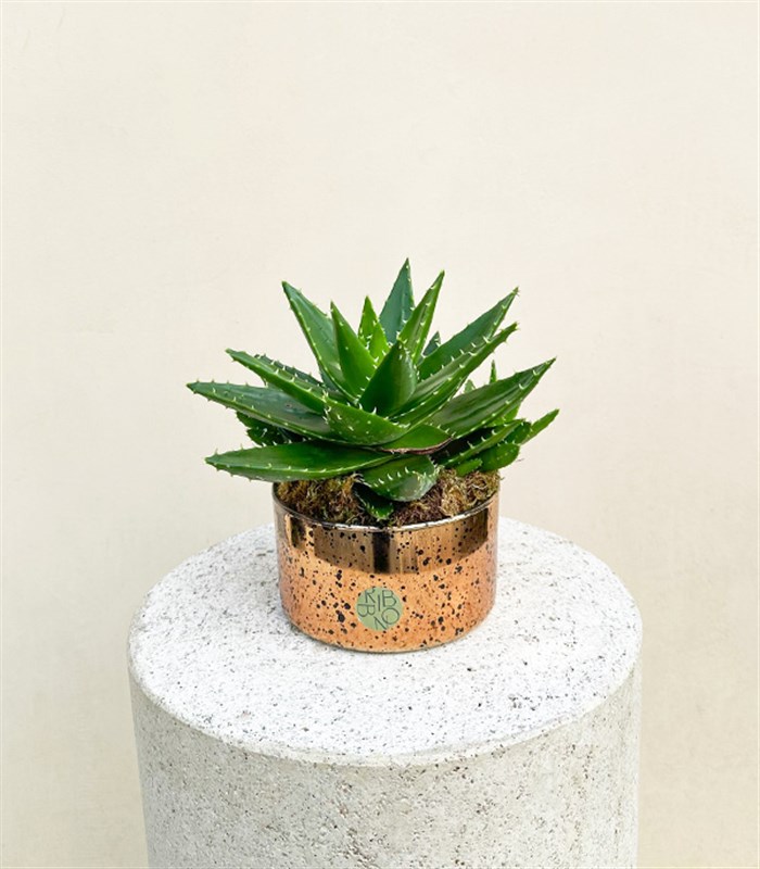 Mini Eskitme Bakır Vazoda Aloe Mitriformis Kaktüs