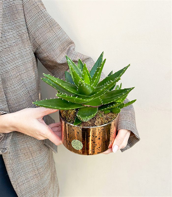 Mini Eskitme Bakır Vazoda Aloe Mitriformis Kaktüs