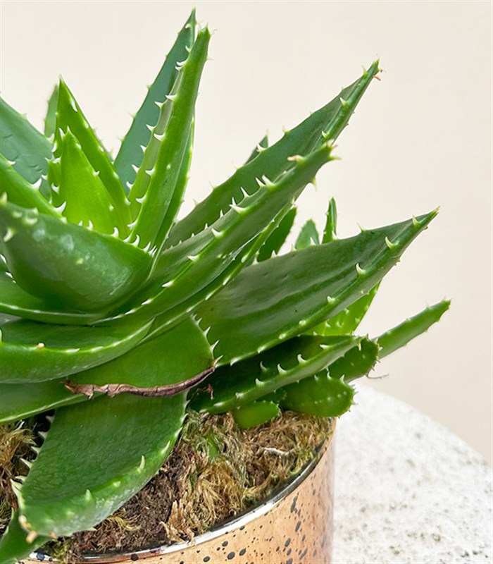 Mini Eskitme Bakır Vazoda Aloe Mitriformis Kaktüs