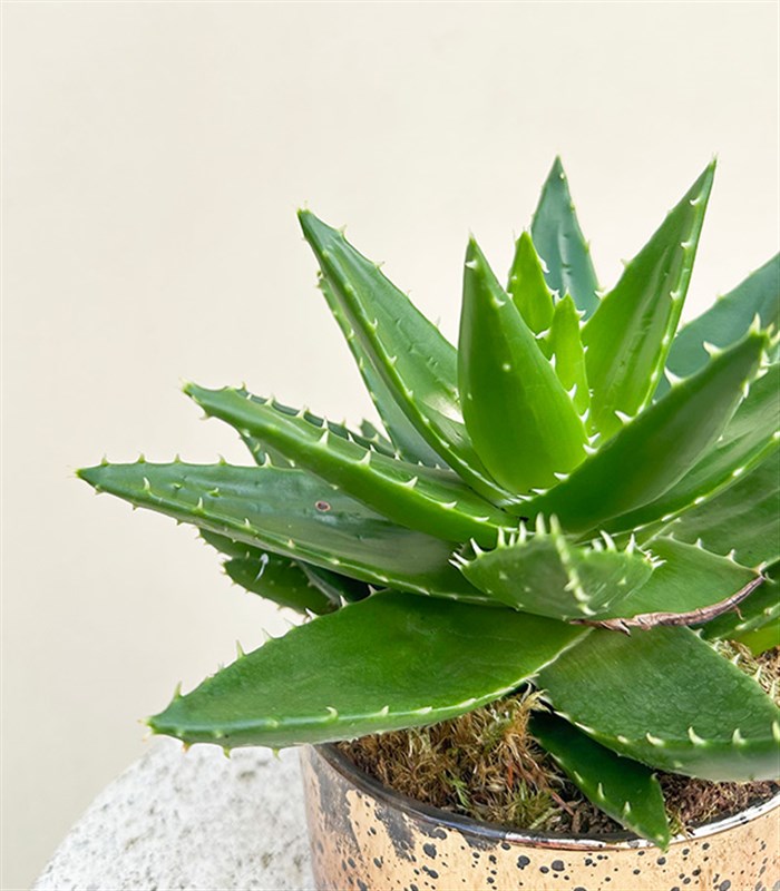 Mini Eskitme Bakır Vazoda Aloe Mitriformis Kaktüs