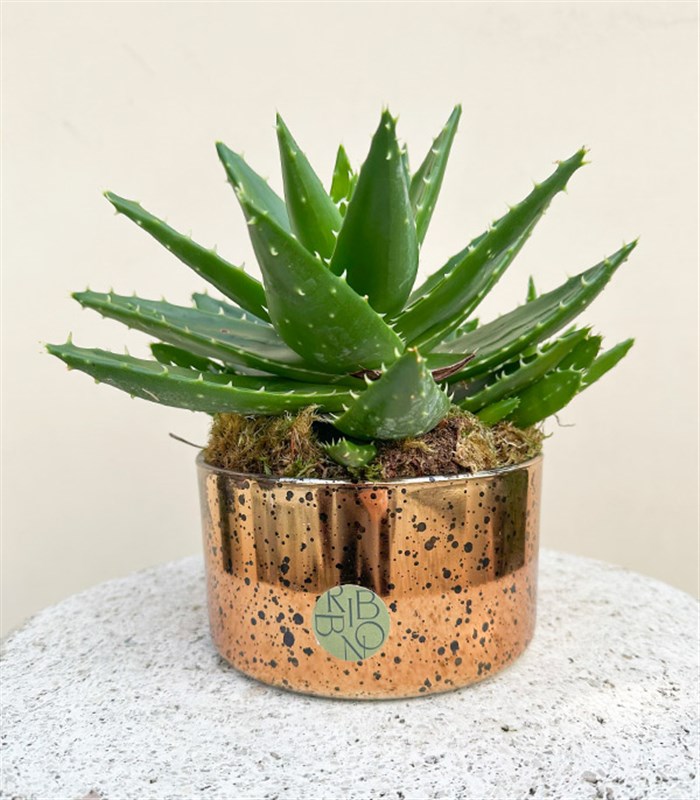 Mini Eskitme Bakır Vazoda Aloe Mitriformis Kaktüs