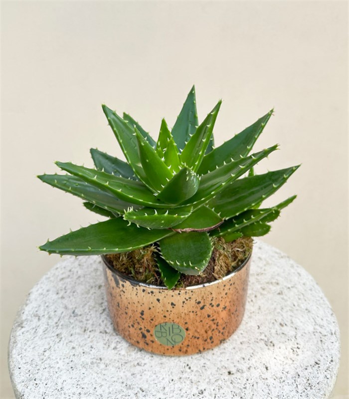 Mini Eskitme Bakır Vazoda Aloe Mitriformis Kaktüs