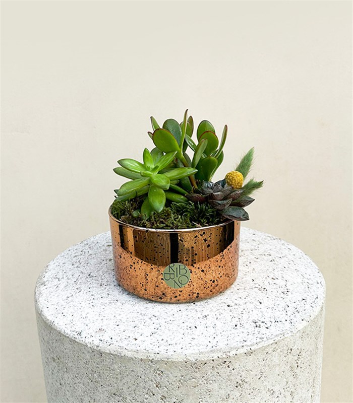 Mini Eskitme Bakır Vazoda Sukulent Crassula Ovata Para Çiçeği