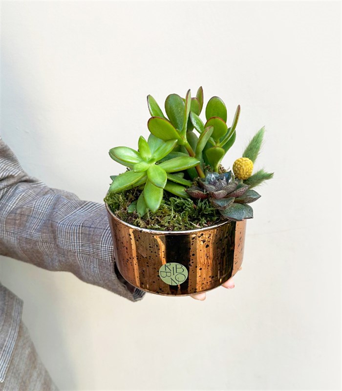 Mini Eskitme Bakır Vazoda Sukulent Crassula Ovata Para Çiçeği