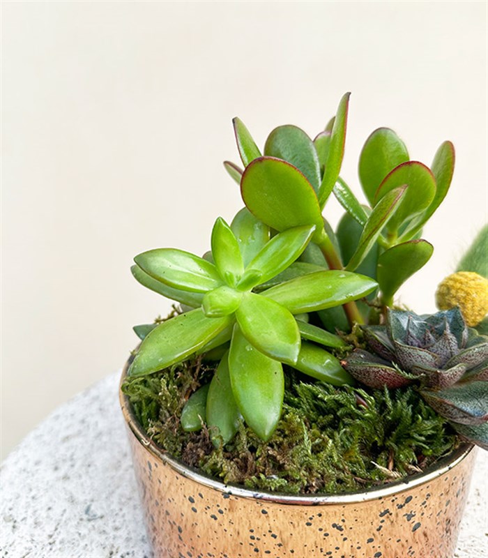 Mini Eskitme Bakır Vazoda Sukulent Crassula Ovata Para Çiçeği