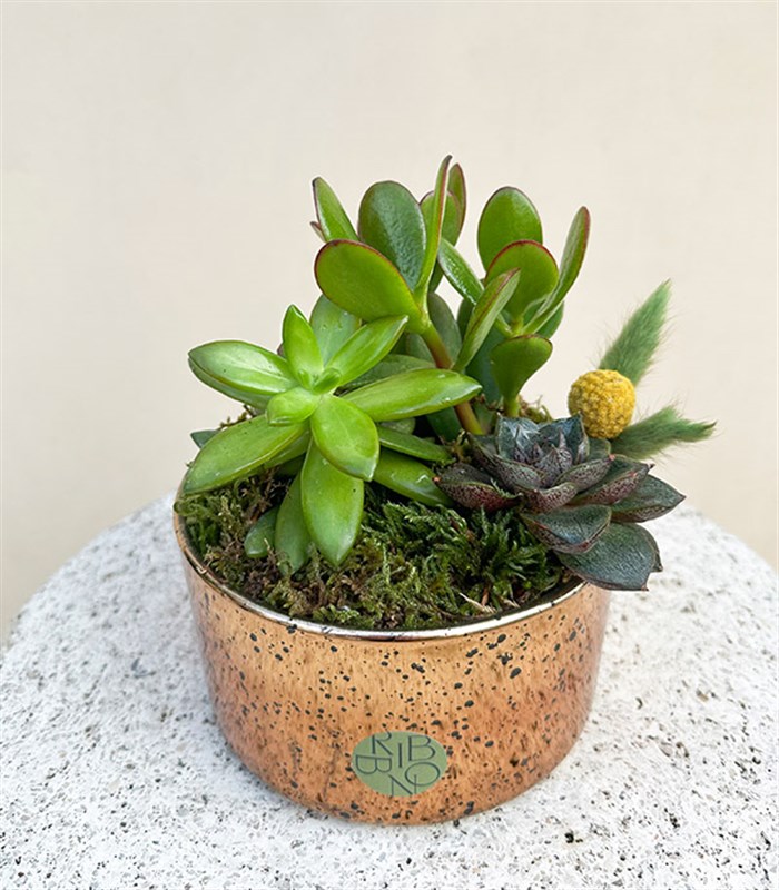 Mini Eskitme Bakır Vazoda Sukulent Crassula Ovata Para Çiçeği