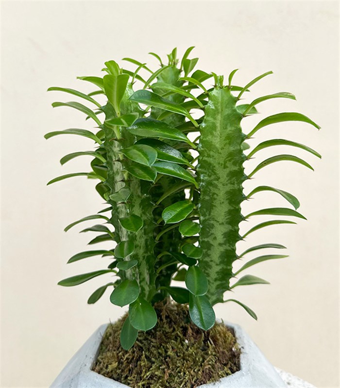 Mini Beton Saksıda Süt Ağacı Kaktüs Euphorbia Rubra