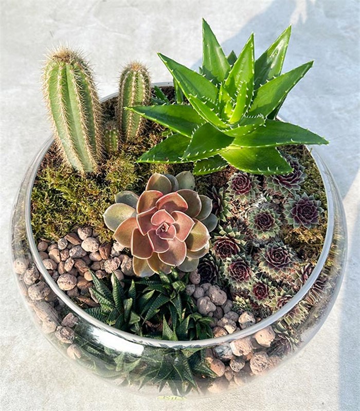 Grand Deluxe Cam Vazoda Kaktüs ve Sukulent Teraryum