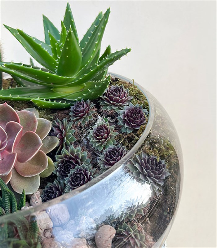 Grand Deluxe Cam Vazoda Kaktüs ve Sukulent Teraryum