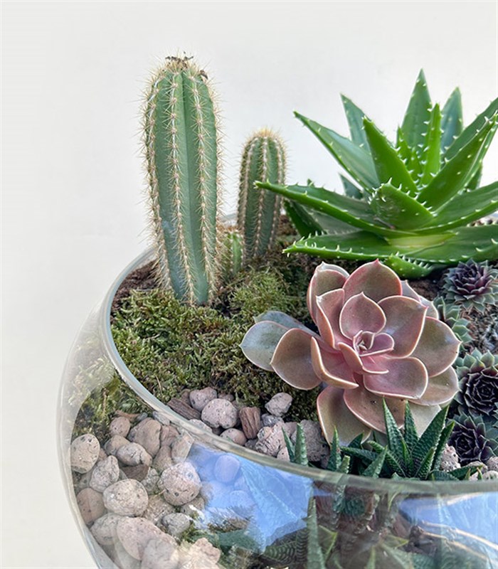 Grand Deluxe Cam Vazoda Kaktüs ve Sukulent Teraryum