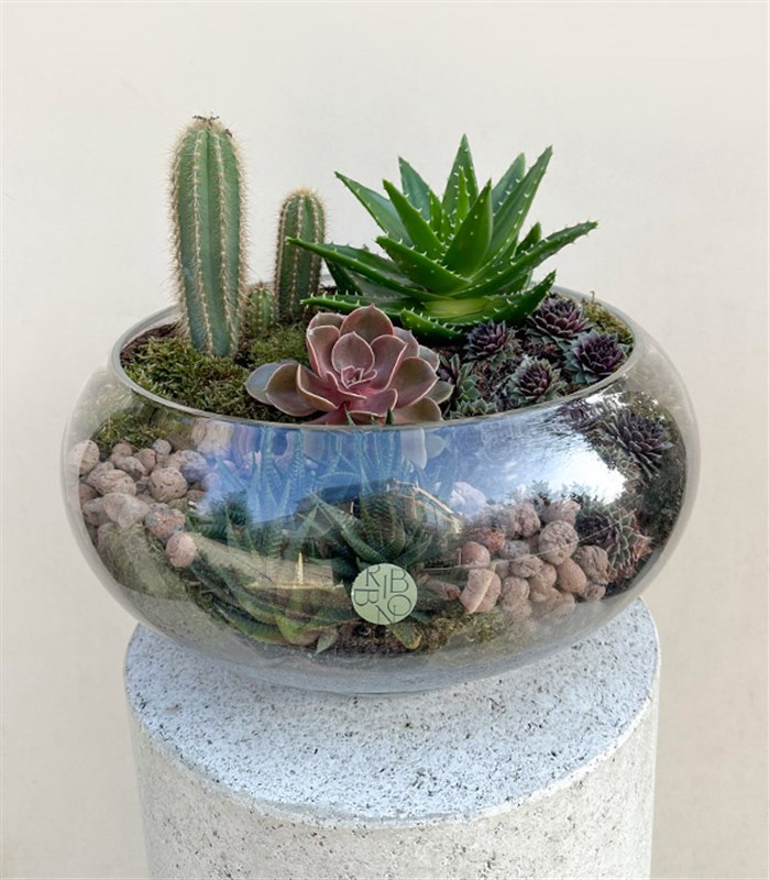 Grand Deluxe Cam Vazoda Kaktüs ve Sukulent Teraryum