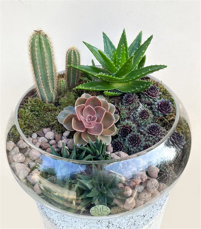 Grand Deluxe Cam Vazoda Kaktüs ve Sukulent Teraryum