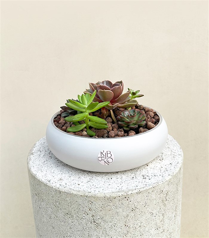 Deluxe Sukulent Bahçesi