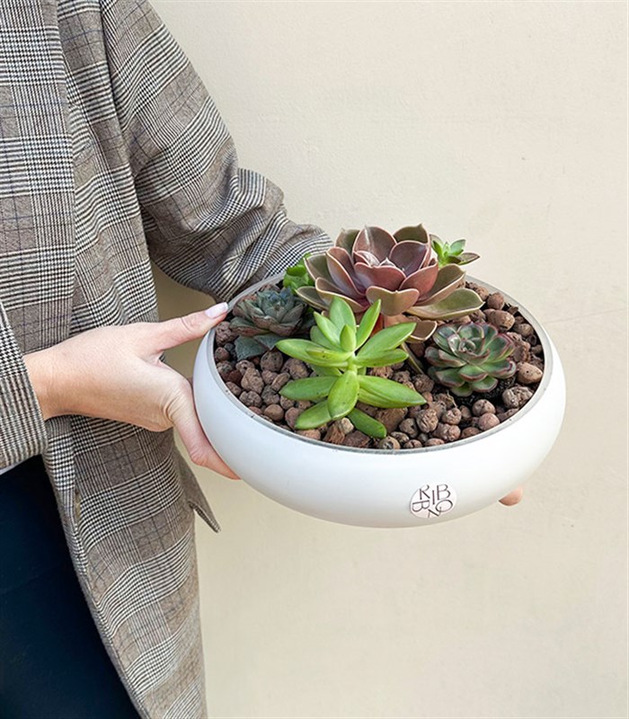 Deluxe Sukulent Bahçesi