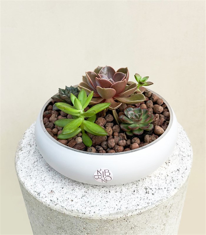 Deluxe Sukulent Bahçesi