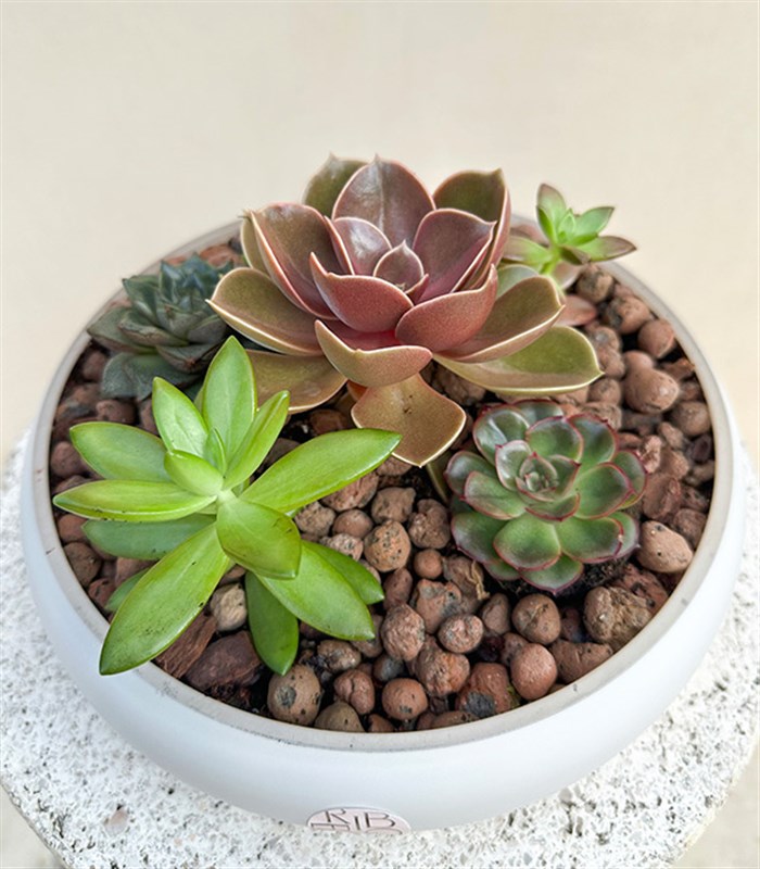 Deluxe Sukulent Bahçesi