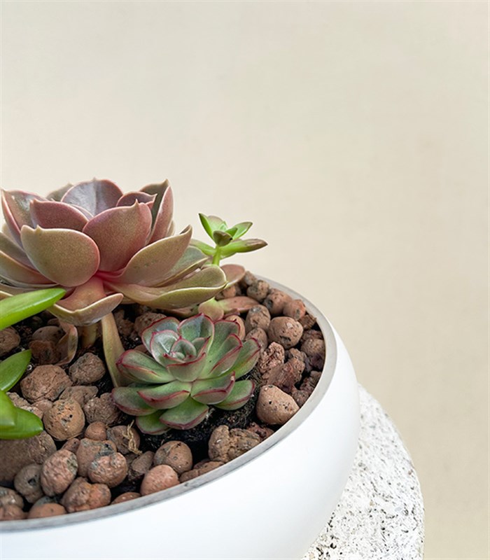 Deluxe Sukulent Bahçesi